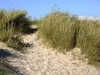 Stauden Gänge 3 x Ammophila arenaria im 1 Liter Topf - Produktbild-Vorschau 6