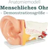 Anatomie Modell Ohr des Menschen menschlicher Körper Produktbild-Vorschau 1