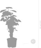 Bloomique - Polyscias Fabian - Aralie - Zimmerpflanzen - Produktbild-Vorschau 4