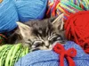 Chaton en laine Ravensburger 12001363 Voir les images du produit 2