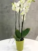 KOTARBAU® Keramický květináč na orchideje V 150mm ? 120mm Náhled obrázku produktu 3