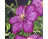 Plamének FloraSelf Clematis hybrid 'Ville de Lyon' 50-70 cm Náhled obrázku produktu 1