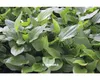 Wasserpflanze Echinodorus argentinensis Produktbild-Vorschau 3