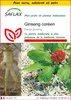 SAFLAX Ensemble de culture - Ginseng coréen - 10 graines - Voir les images du produit 1