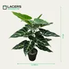Lacers SMARAGDLINE Künstliche Taro im Topf 2er Set - 60cm Produktbild-Vorschau 2