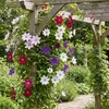 Green boutiQ - Klimplant - Clematis Rainbow - Bloem Roze Voir les images du produit 5