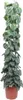 Lierre grimpant – Scindapsus Pictus Trebie – Plante Voir les images du produit 2