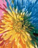 Zuty - Malen nach Zahlen - REGENBOGENBLUME, 40x50 cm, mit Produktbild-Vorschau 1