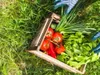 Kurzak getrockneter Naturdünger effektiv 10l Produktbild-Vorschau 4