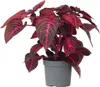Blutblatt - Iresine herbstii - Höhe 20-30cm - ⌀13cm Produktbild-Vorschau 1