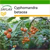 SAFLAX - Tropický paradajkový strom / Tamarillo - Náhľad obrázku produktu 10