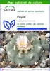 SAFLAX  - Peyotl - 20 graines - Avec substrat - Lophophora Voir les images du produit 1