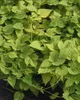 Humulus lupulus, Hopfen, 60–100 cm Produktbild-Vorschau 11