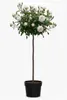 Rose 'Sweet Romanza' - Hochstamm  |  170–180 cm | Weiß Produktbild-Vorschau 1