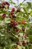 Rote Heckenkirsche 60-100 cm, im Topf - Lonicera xylosteum Produktbild-Vorschau 1