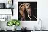 MuchoWow® Poster Elefant - Tiere - Zähne 50x50 cm - Produktbild-Vorschau 3