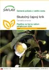 SAFLAX - Skutočný čajový krík - Camellia sinensis - 6 Náhľad obrázku produktu 1