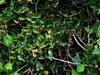 Věčnězelená aristolochie (Aristolochia sempervirens) – 5 Náhled obrázku produktu 3