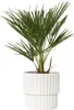 A potted palm plant on a white background. Podgląd zdjęcia produktu