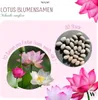 30 pz. Semi di fiori di loto Premium | Con E-Book di Anteprima dell’immagine prodotto 4