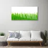 Acrylglasbilder 100x50 Wandbild Druck Gras Natur Produktbild-Vorschau 3
