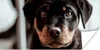 MuchoWow® Poster Jung - Hund - Kamera 40x20 cm - Poster für Produktbild-Vorschau 1