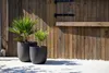 Two potted plants in dark gray planters are placed on a light gray surface in front of a wooden wall. Náhľad obrázku produktu