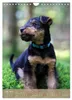 Welsh Terrier - viel Hund in kleiner Verpackung Produktbild-Vorschau 9