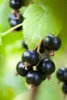 Blackcurrant Titania 2L Produktbild-Vorschau 8