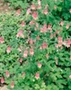 Aquilegia canadensis, Akelei, rot-gelb, ca. 9x9 cm Topf Produktbild-Vorschau 6