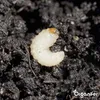 Soil Insects Bodeninsekten-Konzentrat - 1000 ml für 1000 Produktbild-Vorschau 5