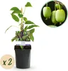 GreenboutiQ - Obstpflanze - Kiwi - Actinidia arguta Issai - Produktbild-Vorschau 1
