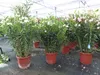 Oleander  110 - 130 cm Busch Nerium Krone Ø90 cm Produktbild-Vorschau 3