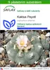 SAFLAX - Kaktus Peyotl - Lophophora williamsii - 20 Semena Náhled obrázku produktu 1