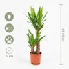 Bloomique - Yucca Elephantipes - Palma Yucca - Palma giglio Anteprima dell’immagine prodotto 7