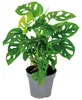 Monstera Adansonii, detta anche "foglia di scimmia", pianta Anteprima dell’immagine prodotto 1