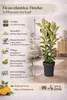 Biela gumovník Ficus elastica Tineke 3 rastliny v črepníku, Náhľad obrázku produktu 2