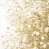 Schleierkraut getrocknet im Bund 50-60cm Gypsophila Produktbild-Vorschau 5