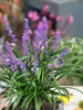 Liriope muscari 'Moneymaker', Lilientraube, violett, 20–40 Produktbild-Vorschau 2