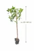 Citrus latifolia 120-140 - Świeża limonka perska | Limonka Podgląd zdjęcia produktu 2