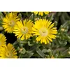 Mittagsblume Wheels of Wonder® 'Golden Wonder' Produktbild-Vorschau 2