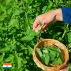 Natürliches Zitronenmelissenöl - Ätherisches Öl zur Produktbild-Vorschau 7