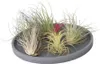 Oplątwa - 6 szt - Tillandsia - Wysokość 5-15cm - ⌀5cm Podgląd zdjęcia produktu 6