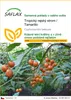 SAFLAX - Tropický rajský strom / Tamarillo - Cyphomandra Náhled obrázku produktu 1