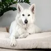 A white German Shepherd dog lies on a beige dog bed with gray stripes. Náhled obrázku produktu