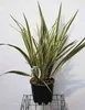 Phormium tenax 'Variegatum' - Nieuw-Zeelandse hennepplant, Productafbeelding-voorbeeld 1