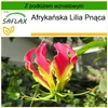 SAFLAX - Afrykańska Lilia Pnąca - 15 Nasiona - Z podłożem Podgląd zdjęcia produktu 9