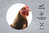 MuchoWow® Mauspad Mousepad Hahn - Bauernhoftiere - Federn Produktbild-Vorschau 2