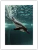 Poster - Poster ohne Rahmen - Tauchen Pinguin Gletscher - Produktbild-Vorschau 1