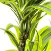 Dracaena deremensis « Lemon Lime » - Plante verte - 70 à 90 Voir les images du produit 5